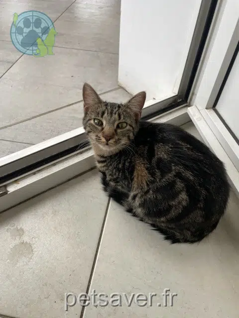 chatte lost    Les Vallées de la Vanne Vivi