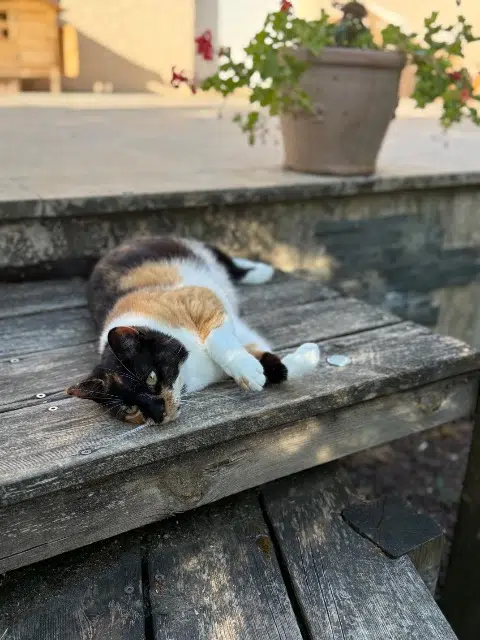 chatte lost   89140 Vinneuf Lili