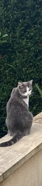 chatte lost    Auxerre Louise
