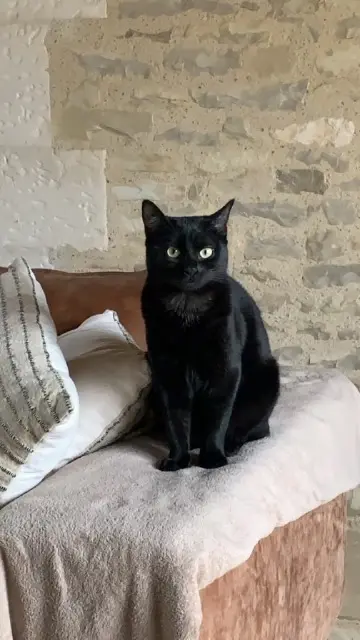 chatte lost   89560 Fouronnes Maggie