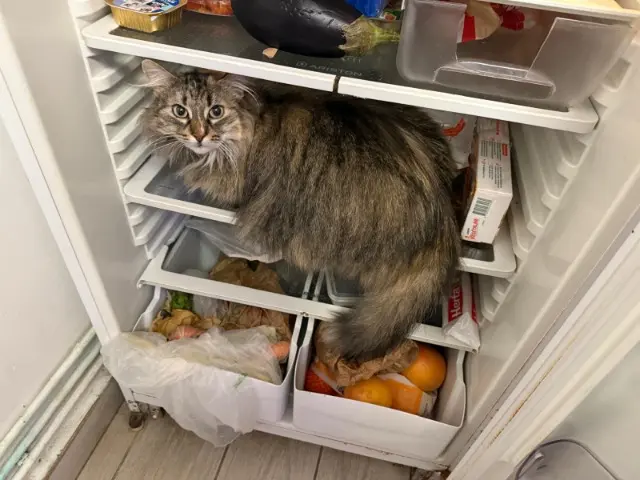 chatte lost   89140 Pont-sur-Yonne Mimi