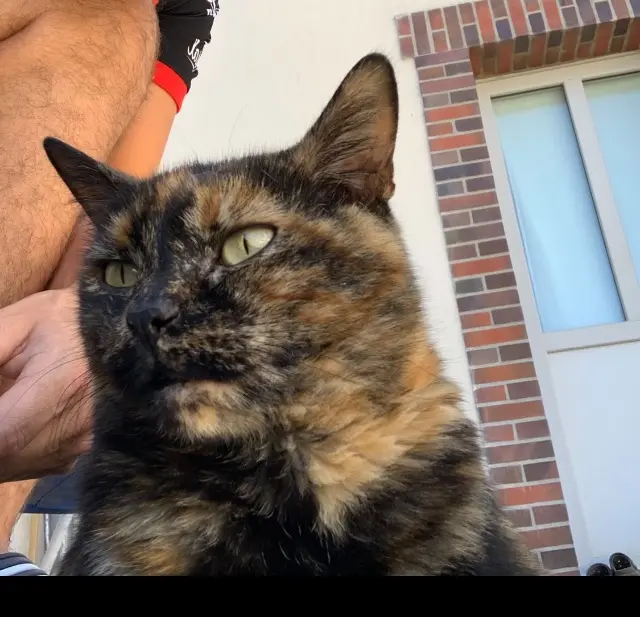 chatte lost   89144 Ligny-le-Châtel Mimi