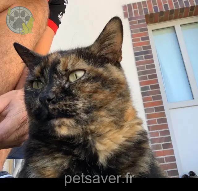 chatte perdue 89144 Ligny-le-Châtel Mimi chatte lost 89144 Ligny-le-Châtel Mimi