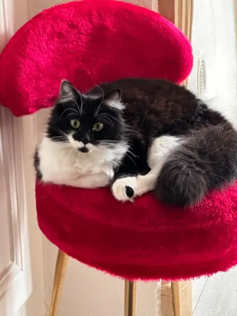 chatte lost    Auxerre Morue