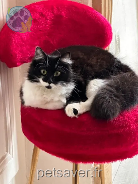 kat vermist Auxerre Morue kat lost Auxerre Morue