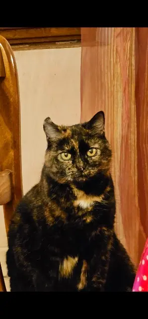 chatte lost   89500 Cornant Nala