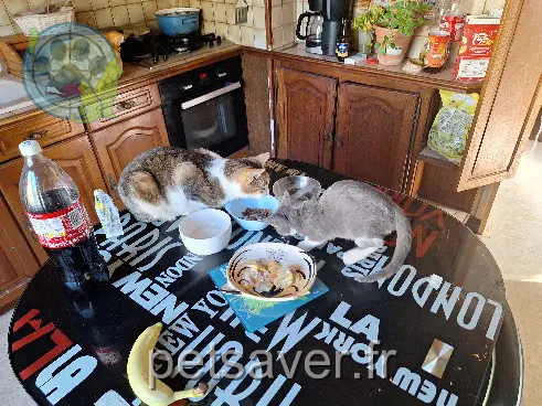 chatte perdue Impasse du Château 89400 Laroche-Saint-Cydroine Nana chatte lost Impasse du Château 89400 Laroche-Saint-Cydroine Nana