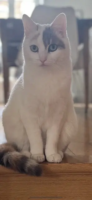 chatte lost   89000 Auxerre Pascale
