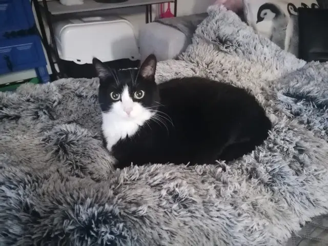 chatte lost   89270 Vermenton Pin up