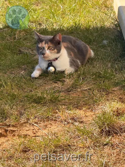chatte lost   89340 Villeneuve-la-Guyard Pokie