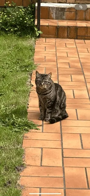 chatte lost    Auxerre Ponyo