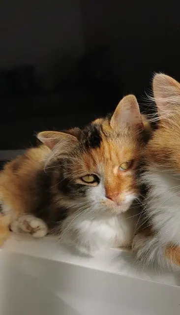 chatte lost   89800 Chablis Pépette