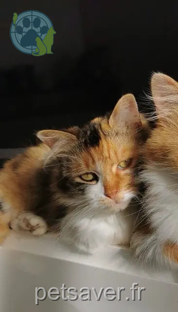 kat vermist 89800 Chablis Pépette kat lost 89800 Chablis Pépette