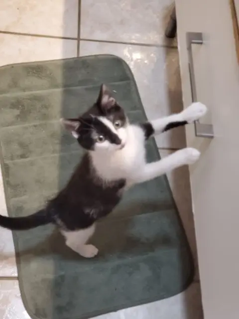 chatte lost   89000 Auxerre Pépite
