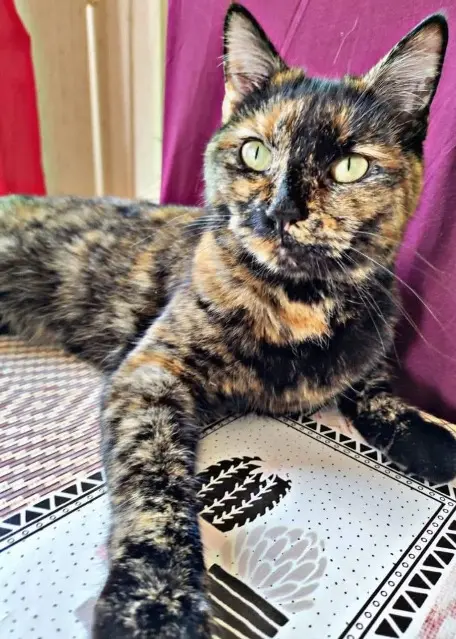 chatte lost   89400 Migennes Raven