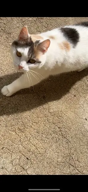 chatte lost   89480 Andryes Ruby