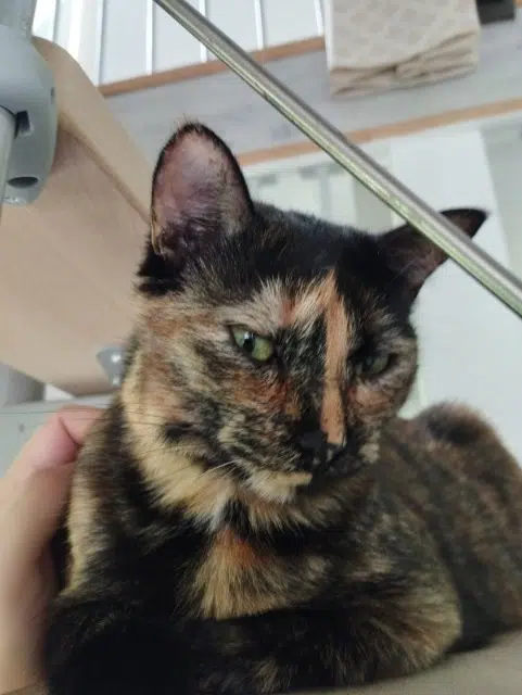 chatte lost   89320 Noé Sachiko