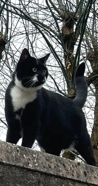 chatte lost   89550 Héry Simone