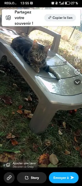 chatte lost   89400 Migennes Soso