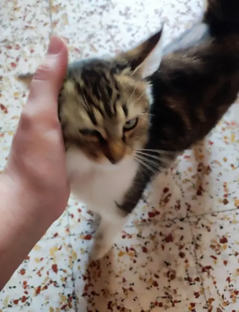 chatte lost   89310 Sarry Tartiflette