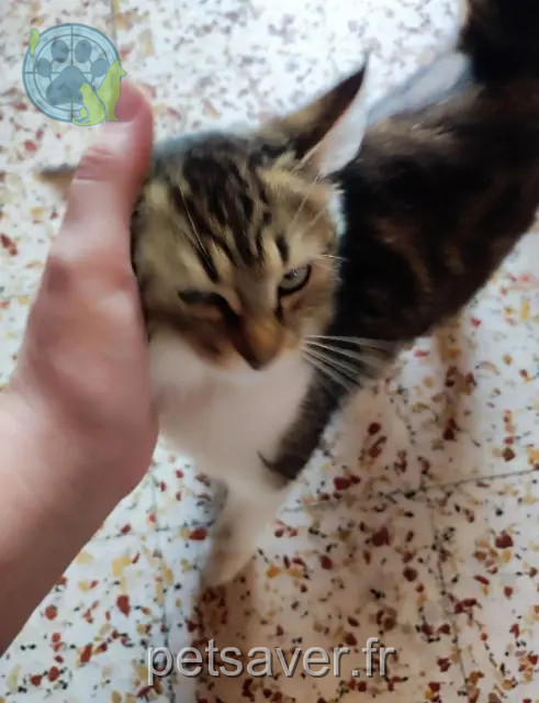 kat vermist 89310 Sarry Tartiflette kat lost 89310 Sarry Tartiflette