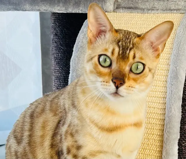 chatte lost   89150 Villeneuve-la-Dondagre Thalia
