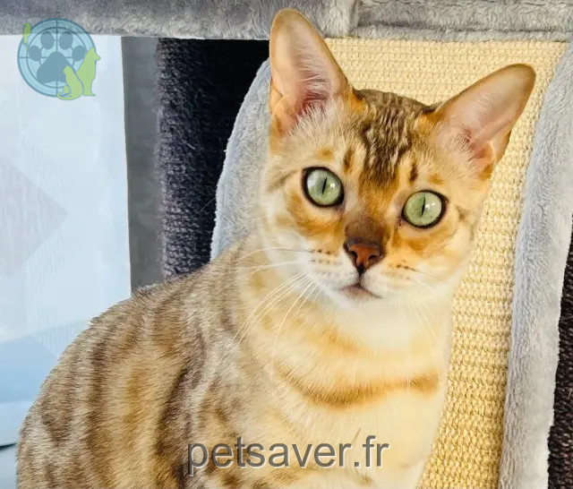 cat lost 89150 Villeneuve-la-Dondagre Thalia cat lost 89150 Villeneuve-la-Dondagre Thalia