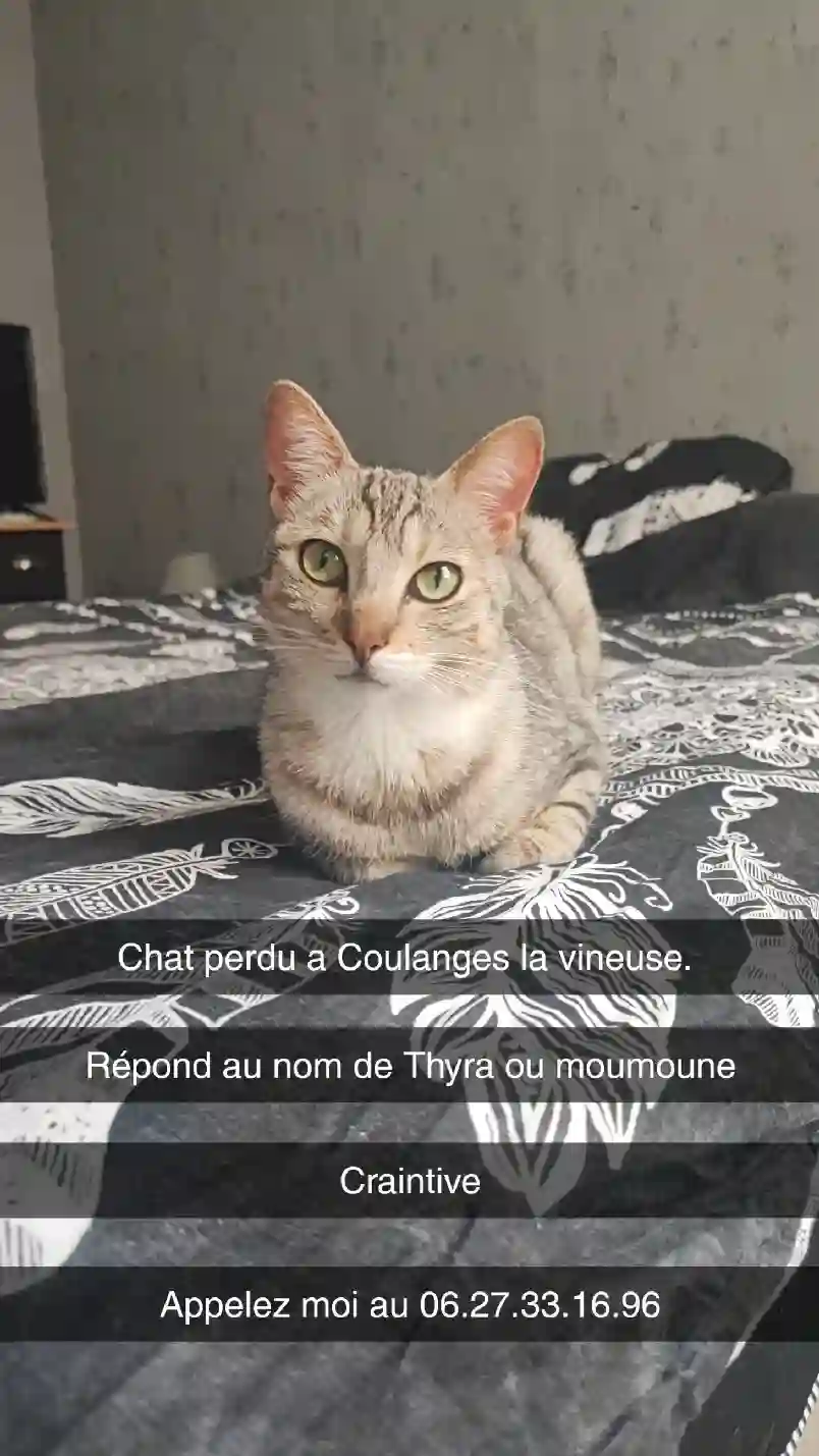 Chatte Perdue 89 Yonne - Thyra