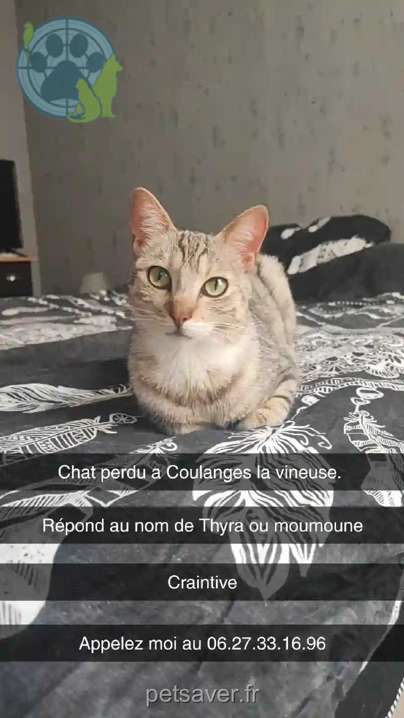 Chatte Perdue 89 Yonne - Thyra Chatte Perdue 89 Yonne - Thyra