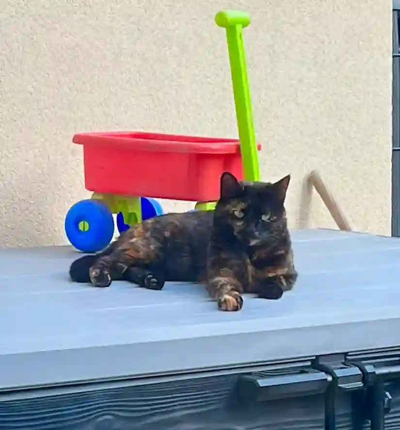 Chatte Perdue 89 Yonne - Ti-chat Chatte Perdue 89 Yonne - Ti-chat