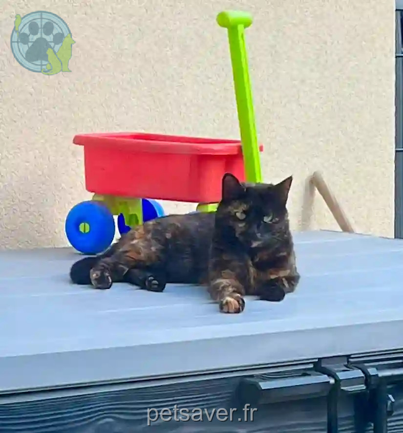 Chatte Perdue 89 Yonne - Ti-chat Chatte Perdue 89 Yonne - Ti-chat