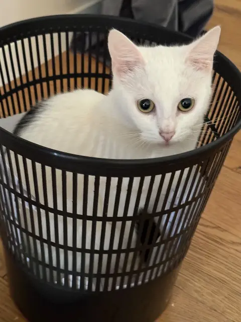 chatte lost   89300 Joigny Uguette