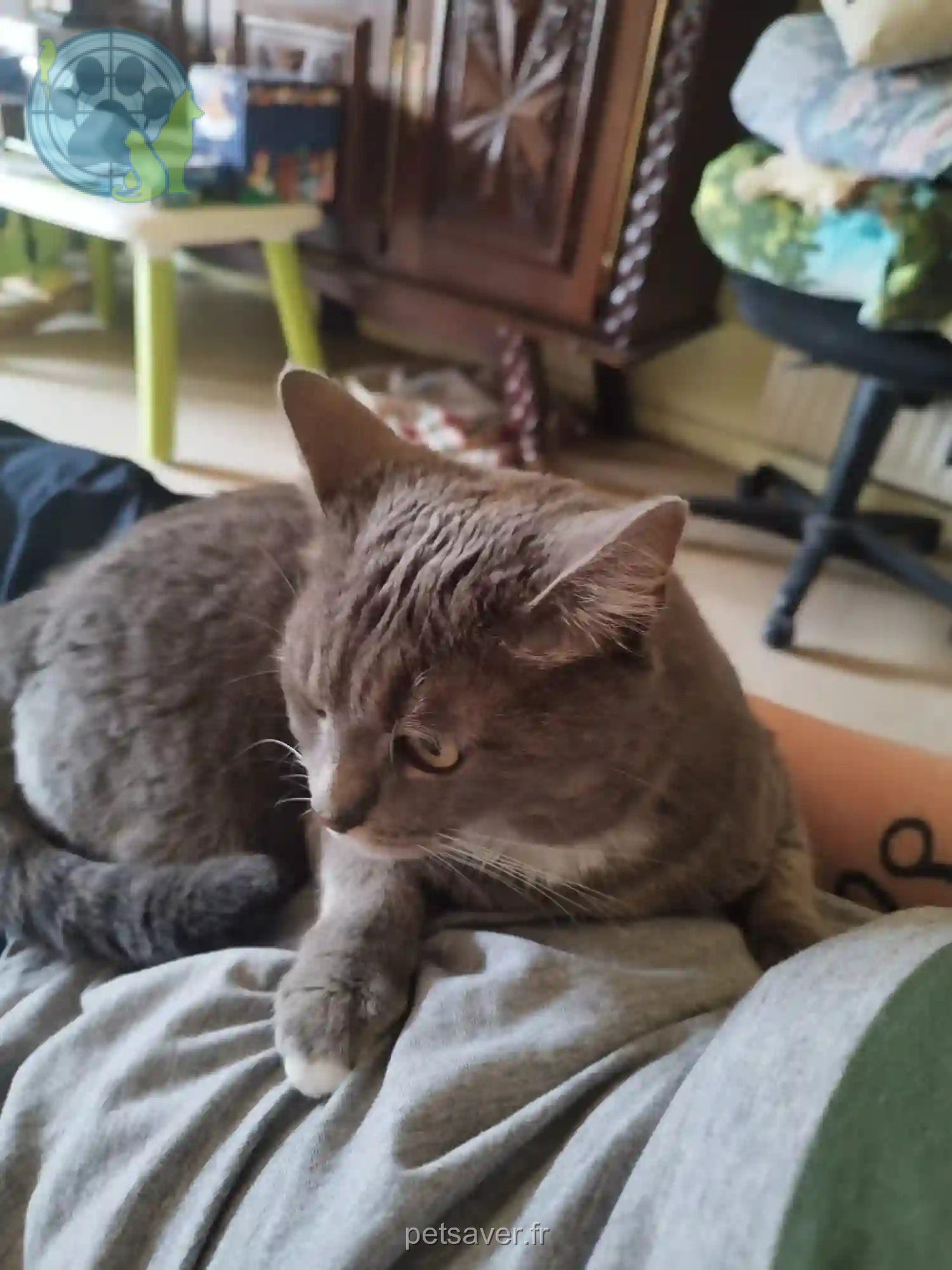 Chatte Perdue 89 Yonne - Uriane Chatte Perdue 89 Yonne - Uriane