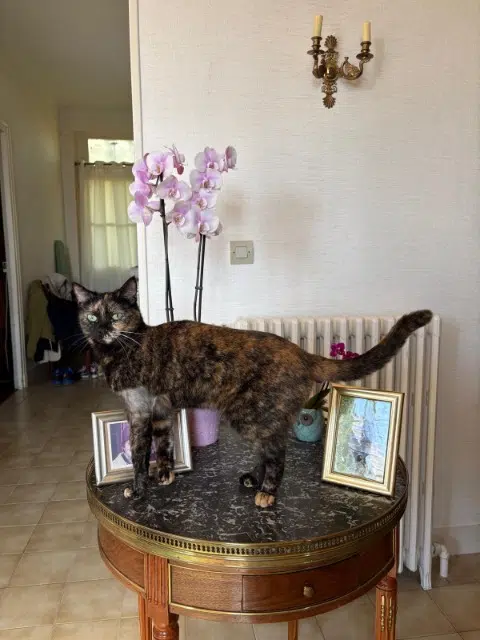 chatte lost   89500 Rousson Vanille