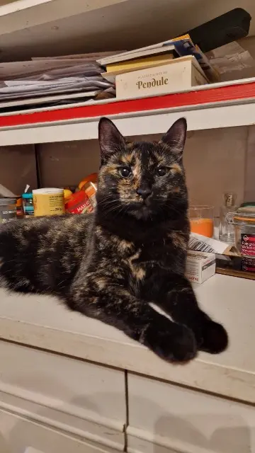 chatte lost   89230 Villeneuve-Saint-Salves Vanille