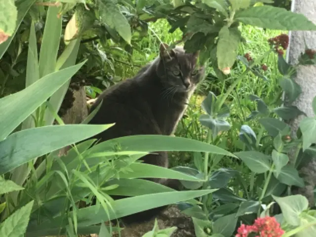 chatte lost   90360 Petitefontaine Biscotte