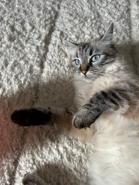 chatte lost   90800 Bavilliers Blanca
