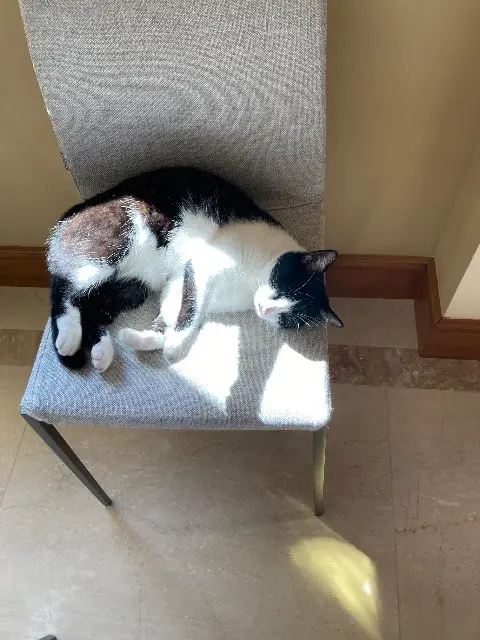 chatte lost   90000 Belfort Cocotte