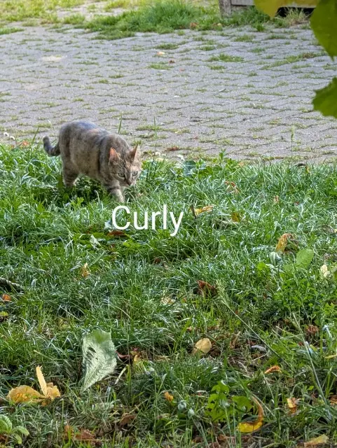 chatte lost   90160 Pérouse Curly