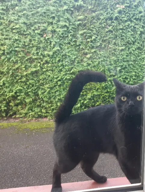 chatte lost   90800 Bavilliers Inata