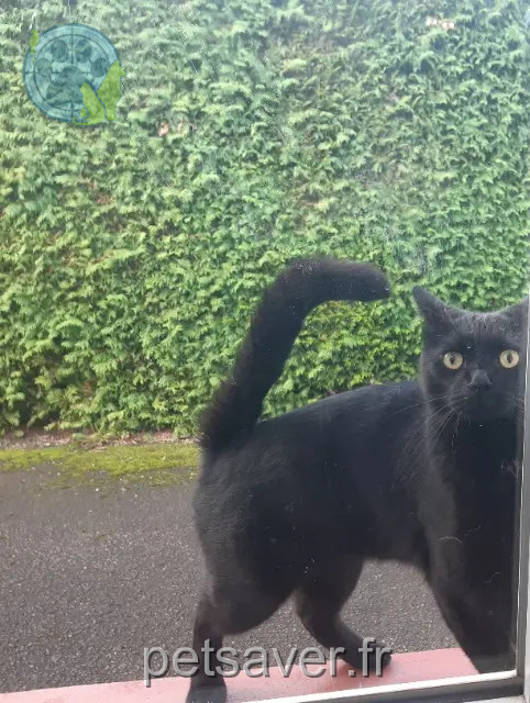 chatte perdue 90800 Bavilliers Inata chatte lost 90800 Bavilliers Inata