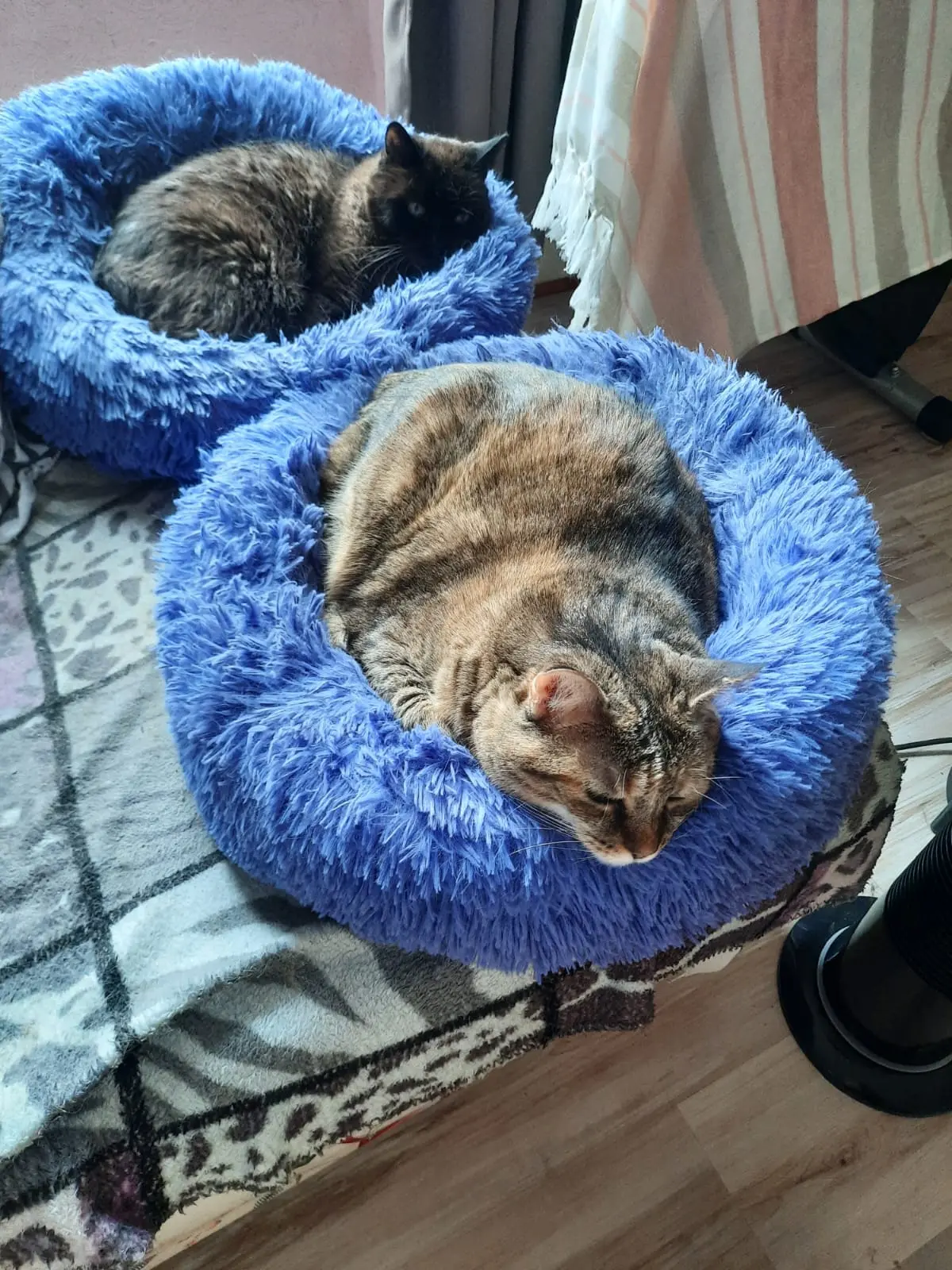 chatte lost   90700 Châtenois-les-Forges Isabelle Delacour