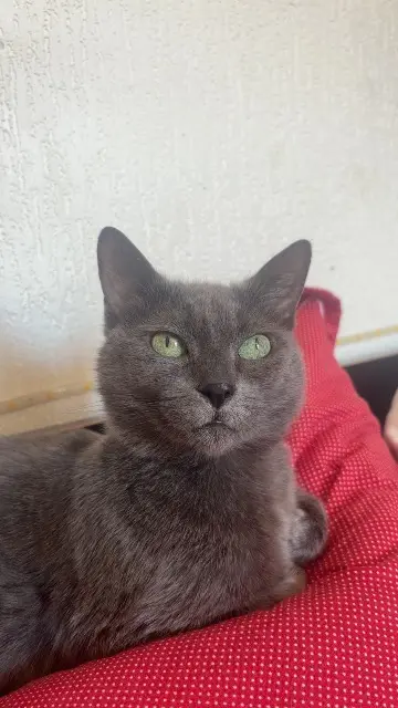 chatte perdue 90000 Belfort Kitty chatte lost 90000 Belfort Kitty