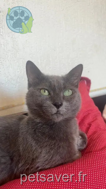 gata perdida 90000 Belfort Kitty gata lost 90000 Belfort Kitty