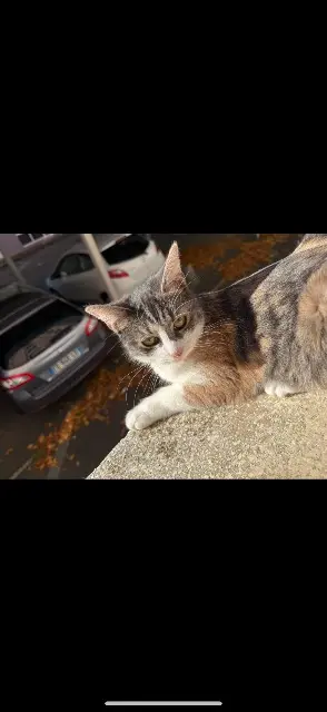 chatte lost   90000 Belfort Luna