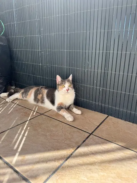 chatte lost   90000 Belfort Mimi