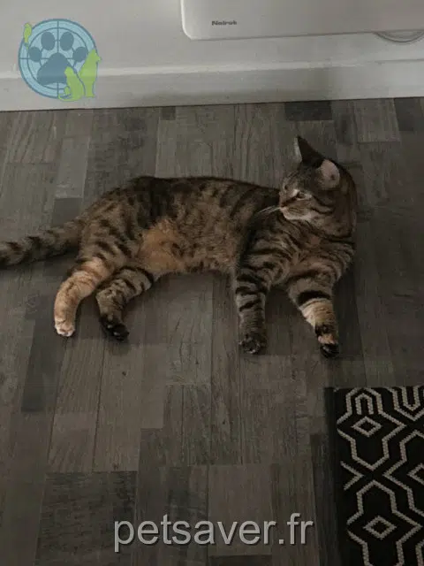 cat lost 90700 Châtenois-les-Forges Nala