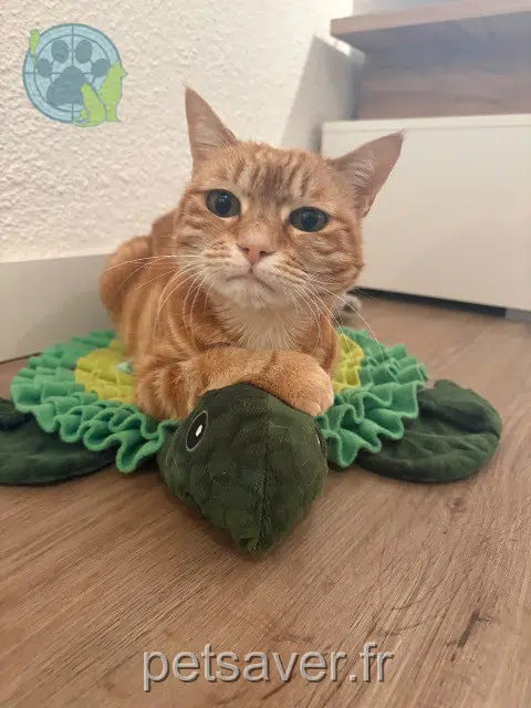 chatte perdue 90000 Belfort Nala chatte lost 90000 Belfort Nala