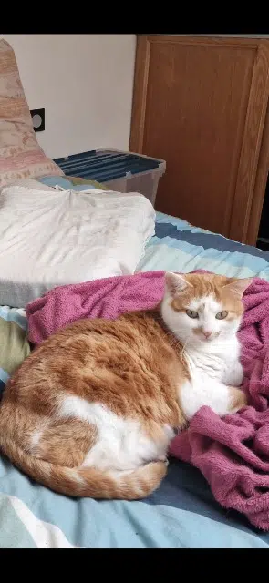 chatte lost   90140 Charmois Patate