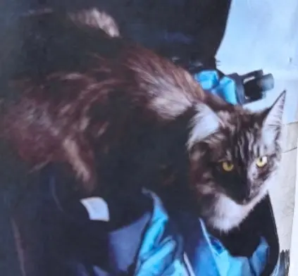 chatte lost   90000 Belfort Violette